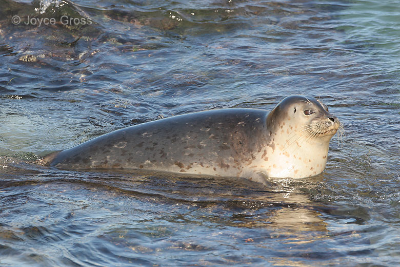 Phoca vitulina