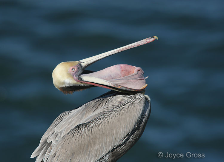 Pelecanus occidentalis