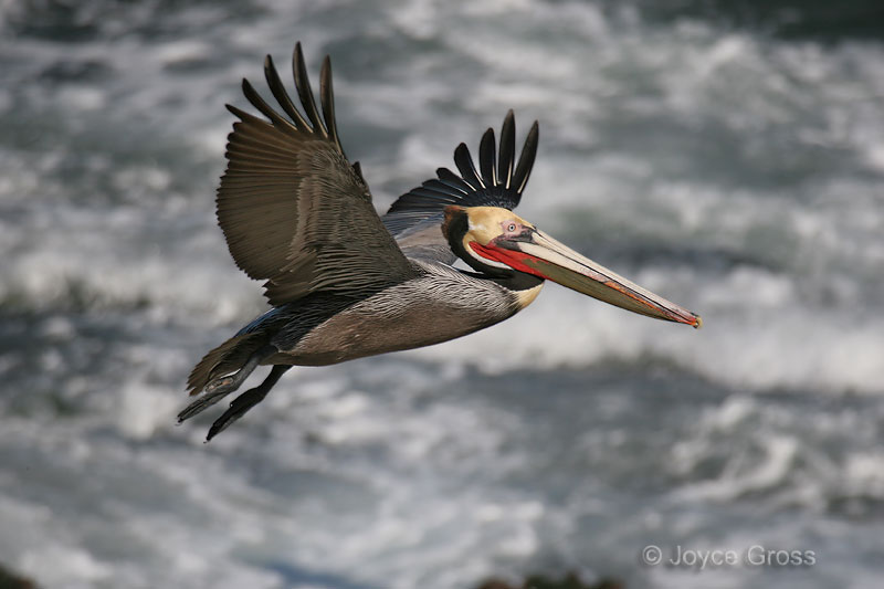 Pelecanus occidentalis
