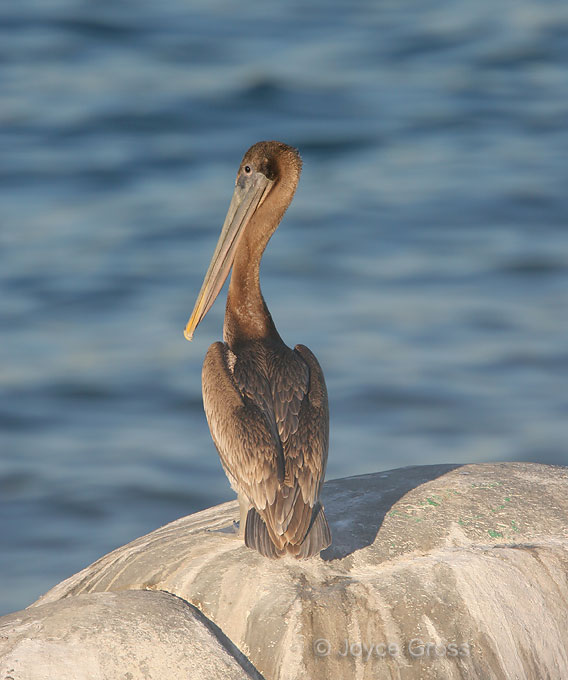 Pelecanus occidentalis