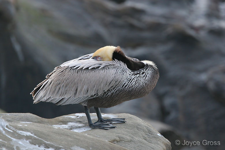 Pelecanus occidentalis