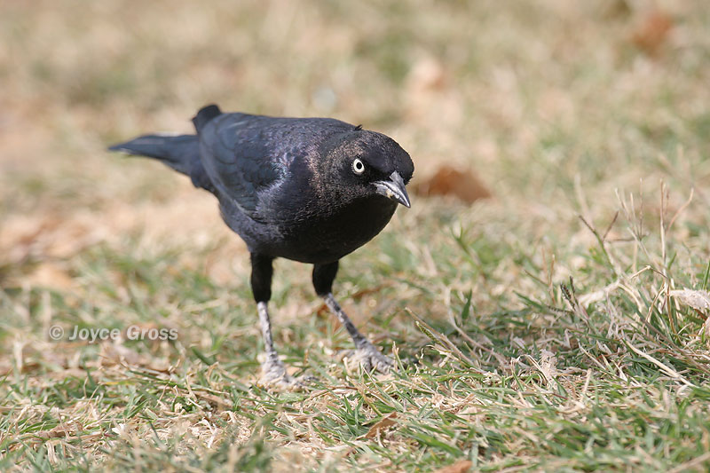 Euphagus cyanocephalus