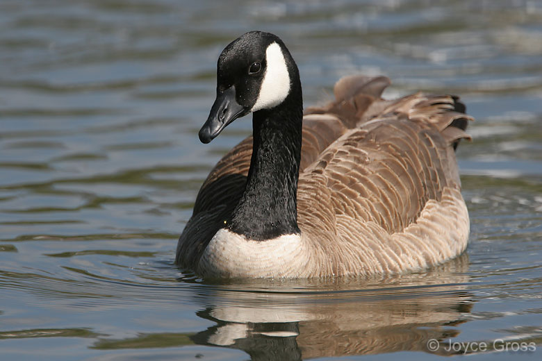 Branta canadensis
