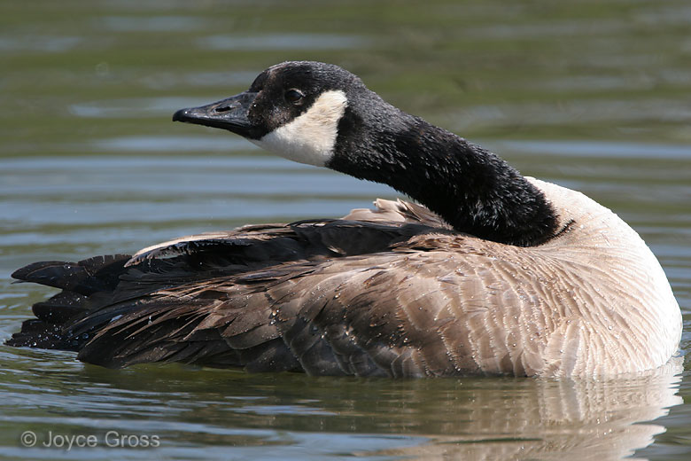 Branta canadensis