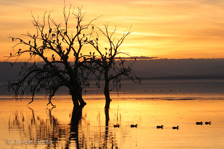 Salton Sea, California