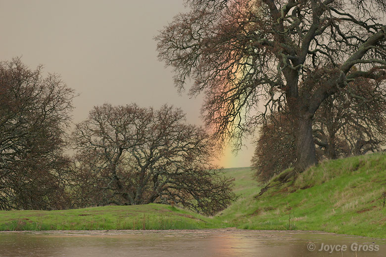 Mitchell Canyon, Mt Diablo State Park, California