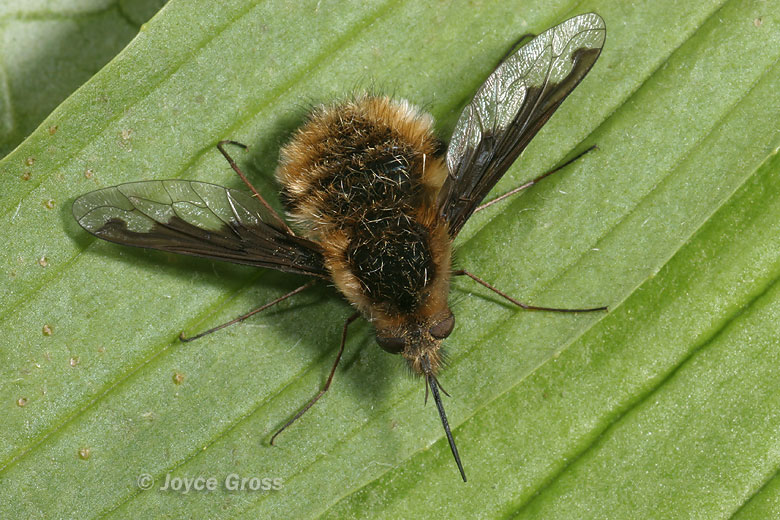 Bombylius major