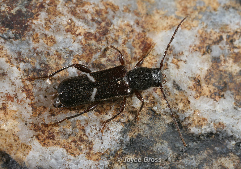 Phymatodes vulneratus