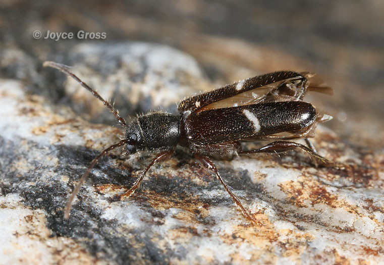 Phymatodes vulneratus