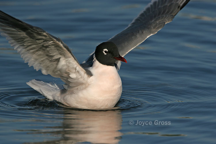 Leucophaeus pipixcan