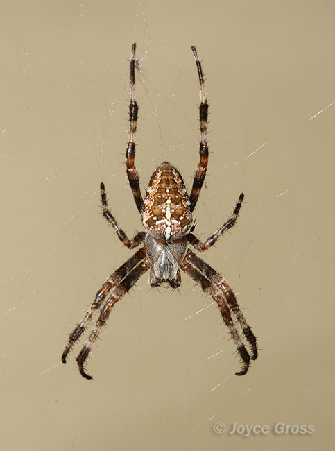 Araneus diadematus