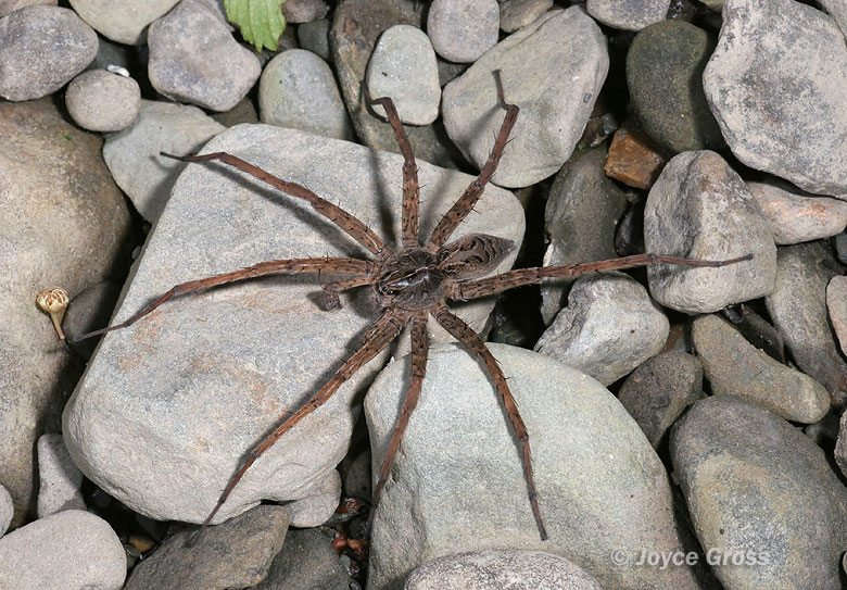 Dolomedes sp.