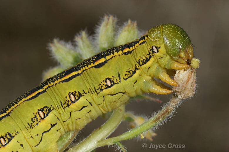 Hyles lineata