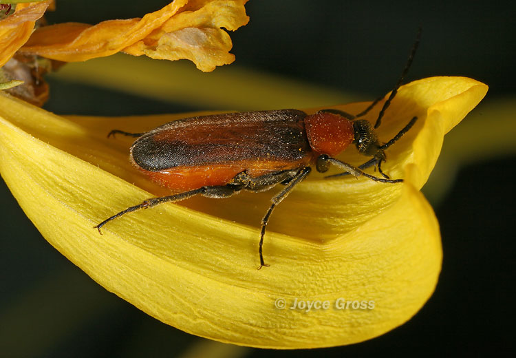 Nemognatha cantharidis