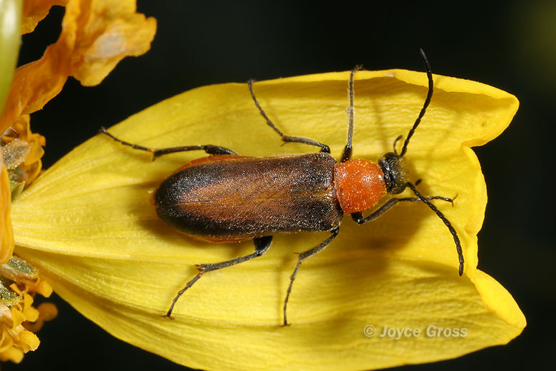 Nemognatha cantharidis