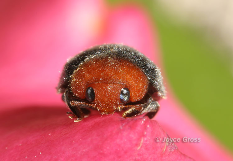 Cryptolaemus montrouzieri