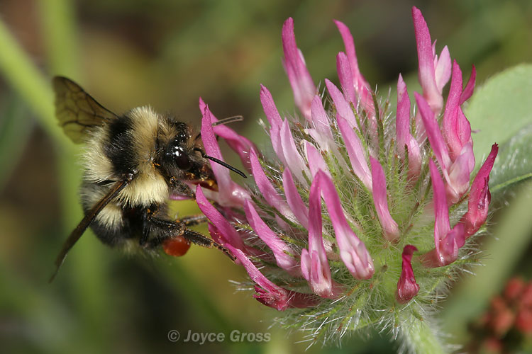 Bombus sp.
