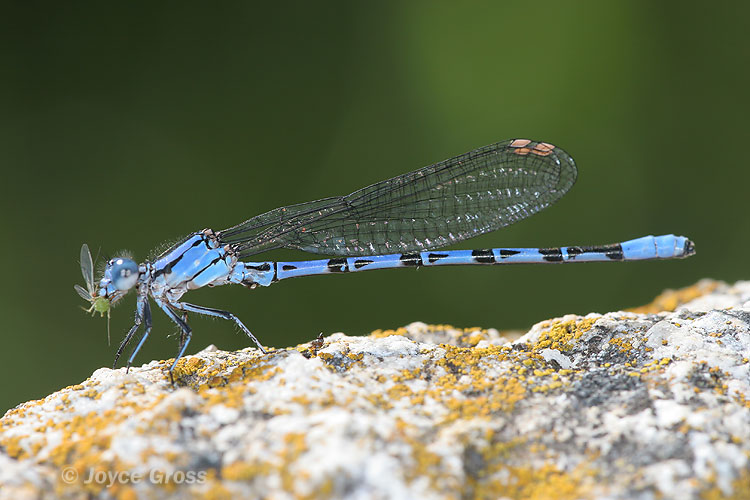 Argia vivida
