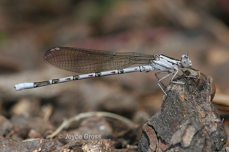 Argia vivida
