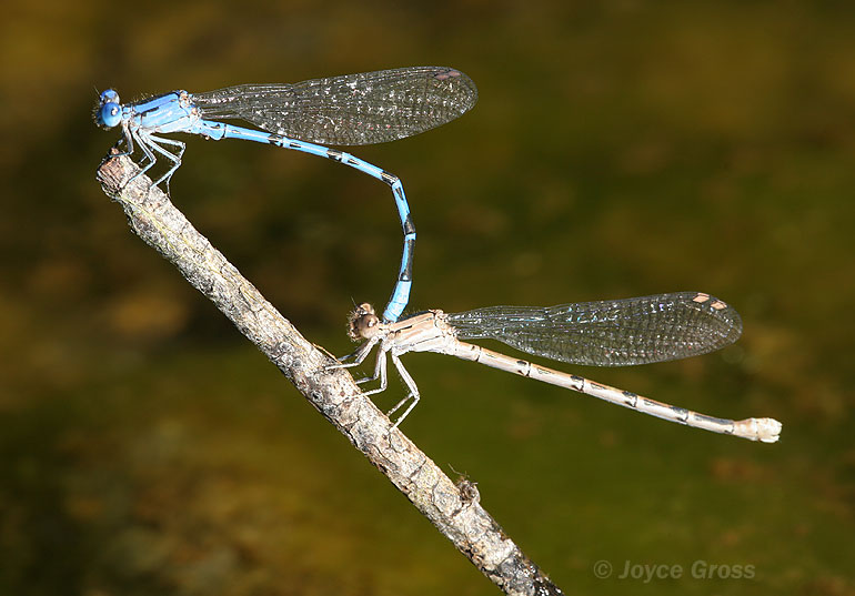 Argia vivida