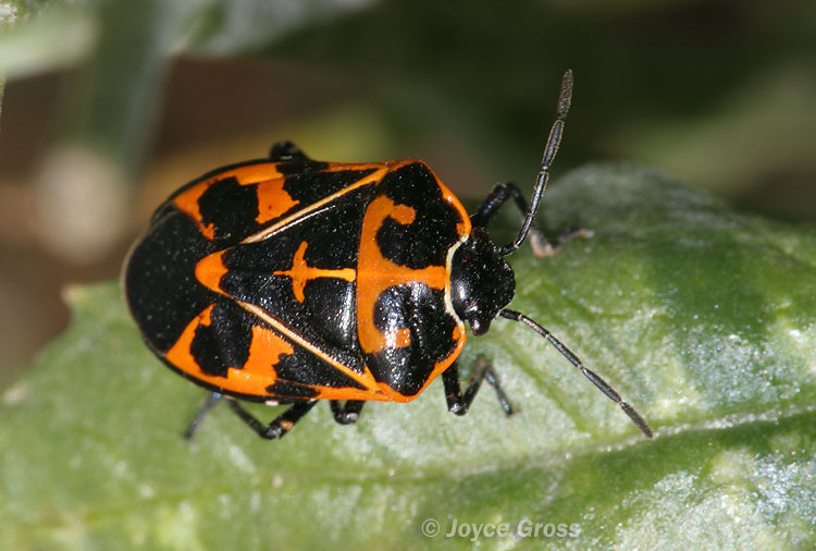 Murgantia histrionica