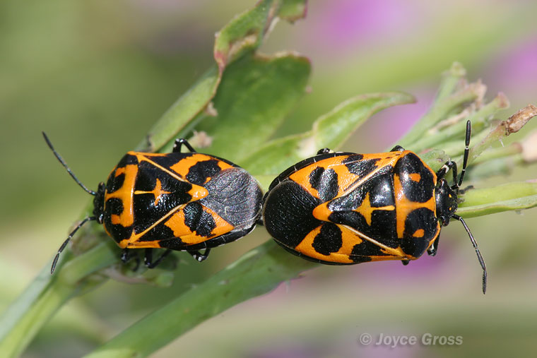 Murgantia histrionica