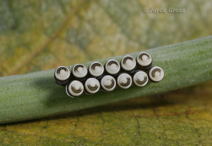 Murgantia histrionica