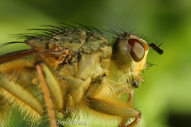 Scathophaga stercoraria