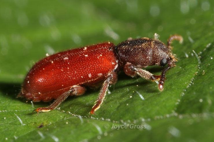 Zenodosus sanguineus