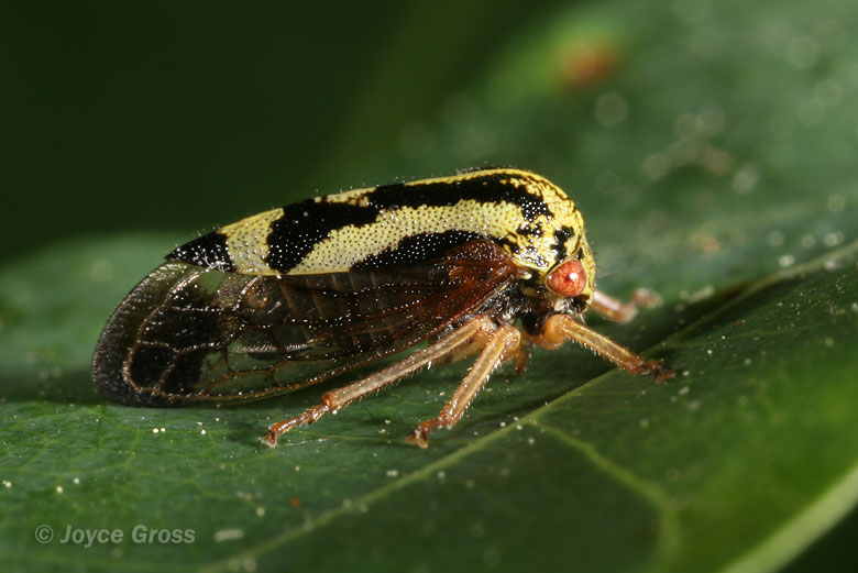 Ophiderma flava