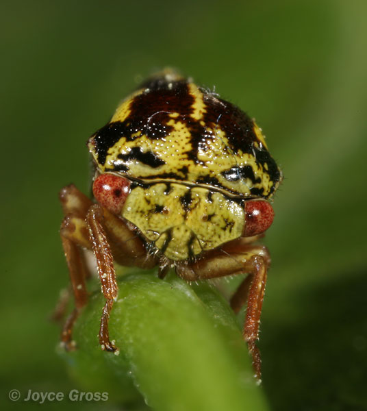 Ophiderma flava