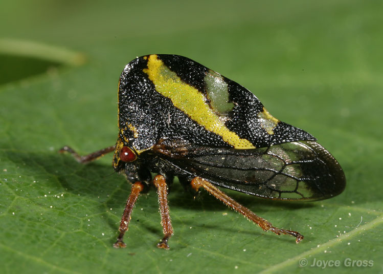 Smilia camelus
