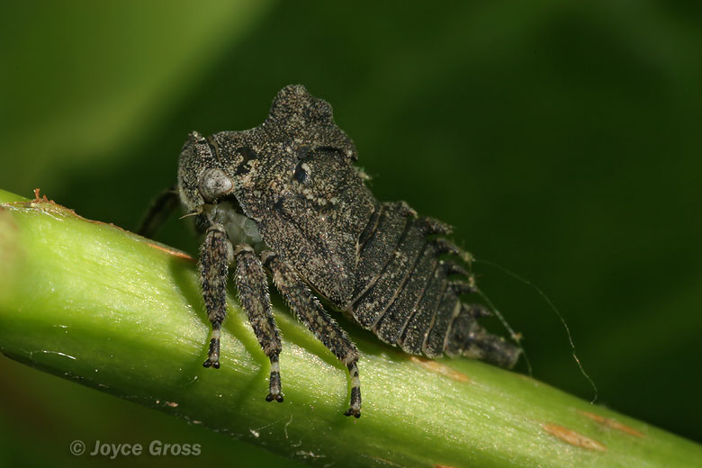 Telamona sp.