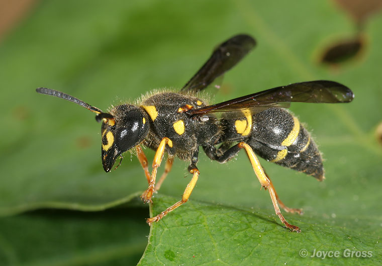 Ancistrocerus campestris
