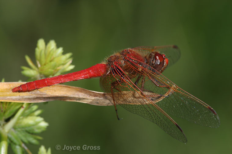 Sympetrum illotum