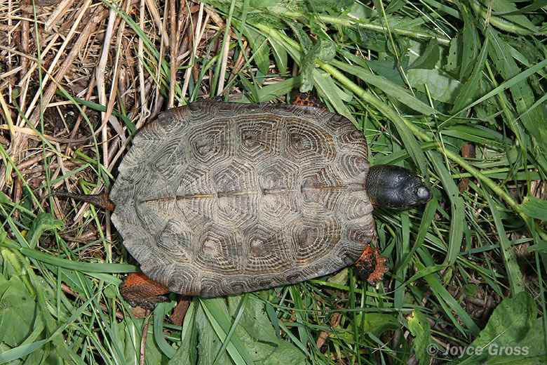Clemmys insculpta