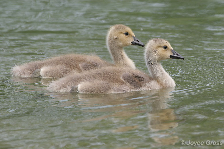 Branta canadensis