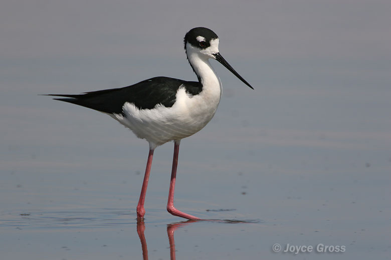 Himantopus mexicanus
