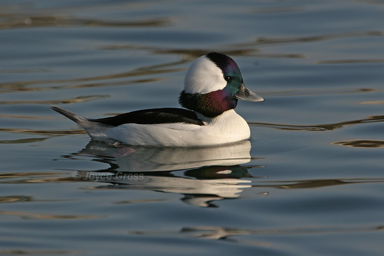 Bucephala albeola