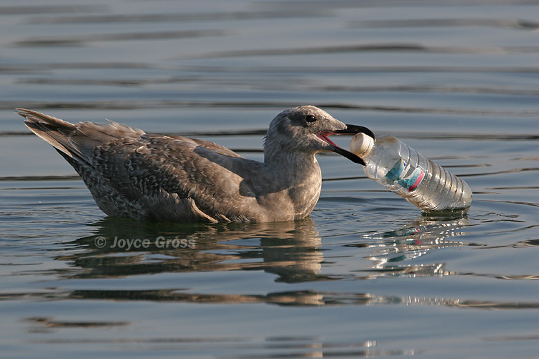 Larus glaucescens