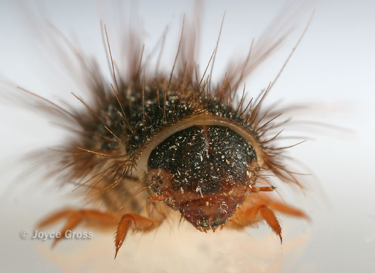 Dermestes maculatus
