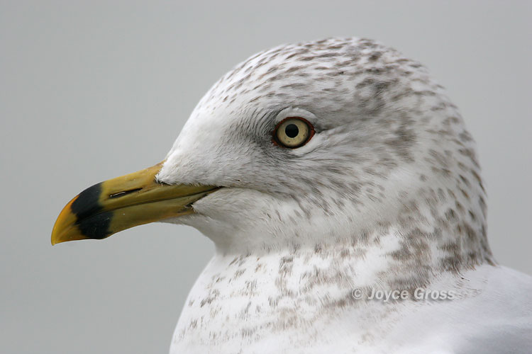 Larus delawarensis
