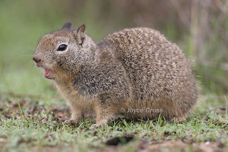 Otospermophilus beecheyi