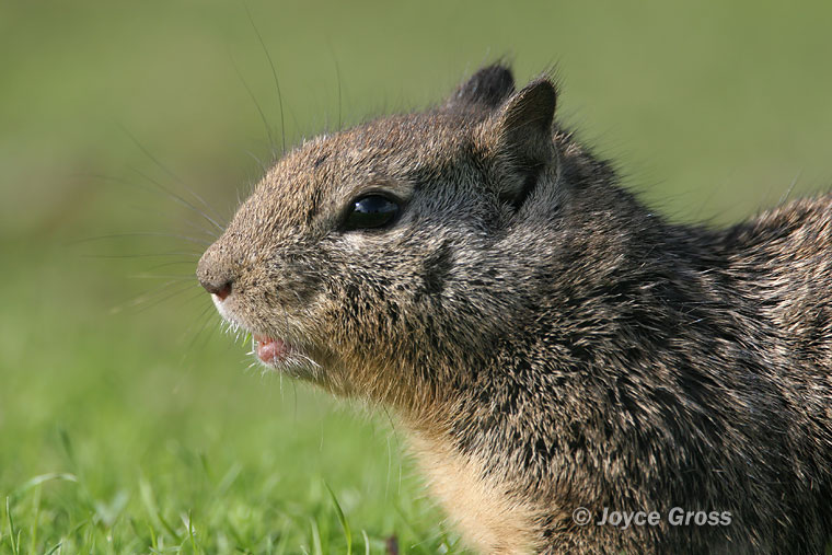 Otospermophilus beecheyi