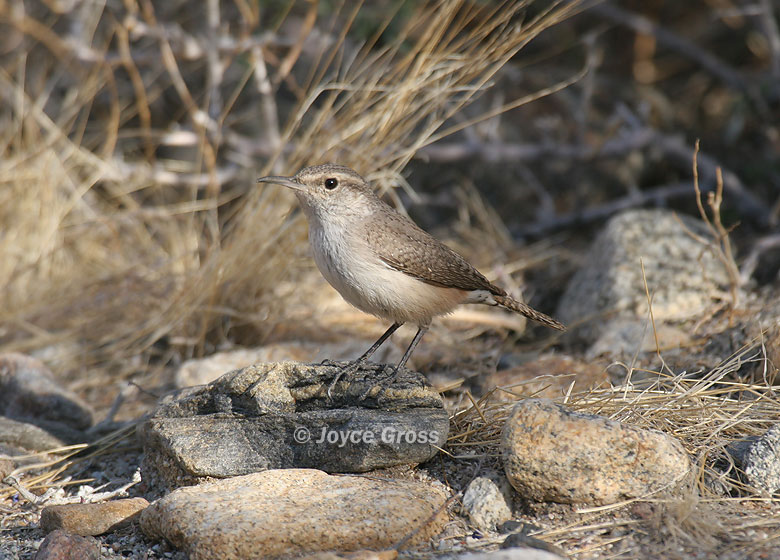 Salpinctes obsoletus