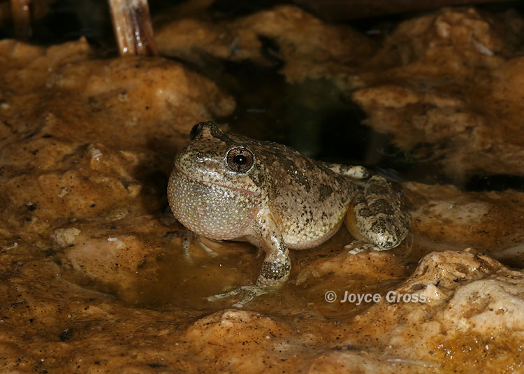 Pseudacris cadaverina