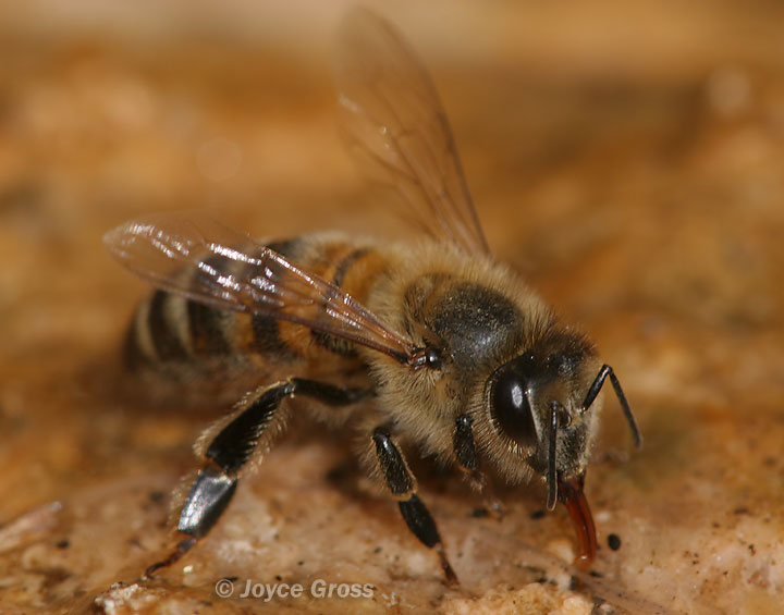 Apis mellifera