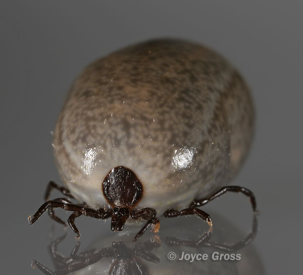 Ixodes pacificus