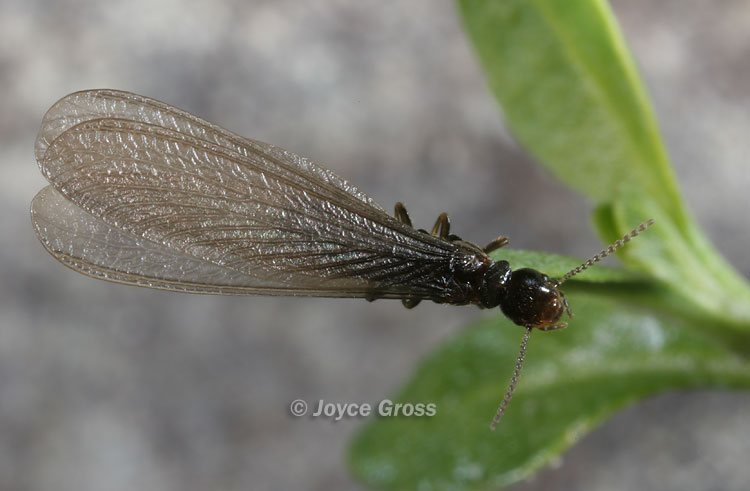 Reticulitermes hesperus