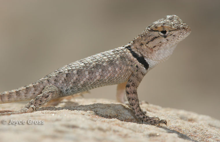 Sceloporus magister